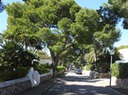 shady street to the beach
